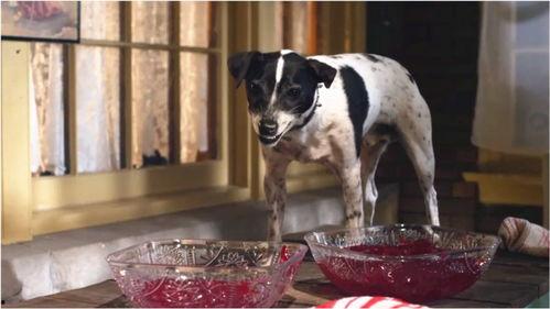 狗狗吸血鬼在线观看,神秘宠物奇遇记  第3张 狗狗吸血鬼在线观看,神秘宠物奇遇记  第3张